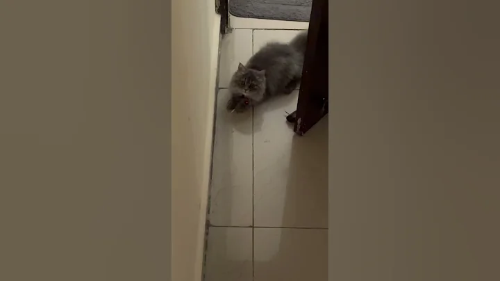 Video 10057501: persiancat cats catlover, persiancat funny cute catlover