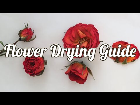 Video: How To Dry A Rose