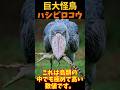 【ゆっくり解説】 動かない巨大怪鳥ハシビロコウ