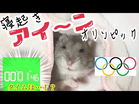 寝起き アイーン オリンピック 男子 決勝 【ハムスター】