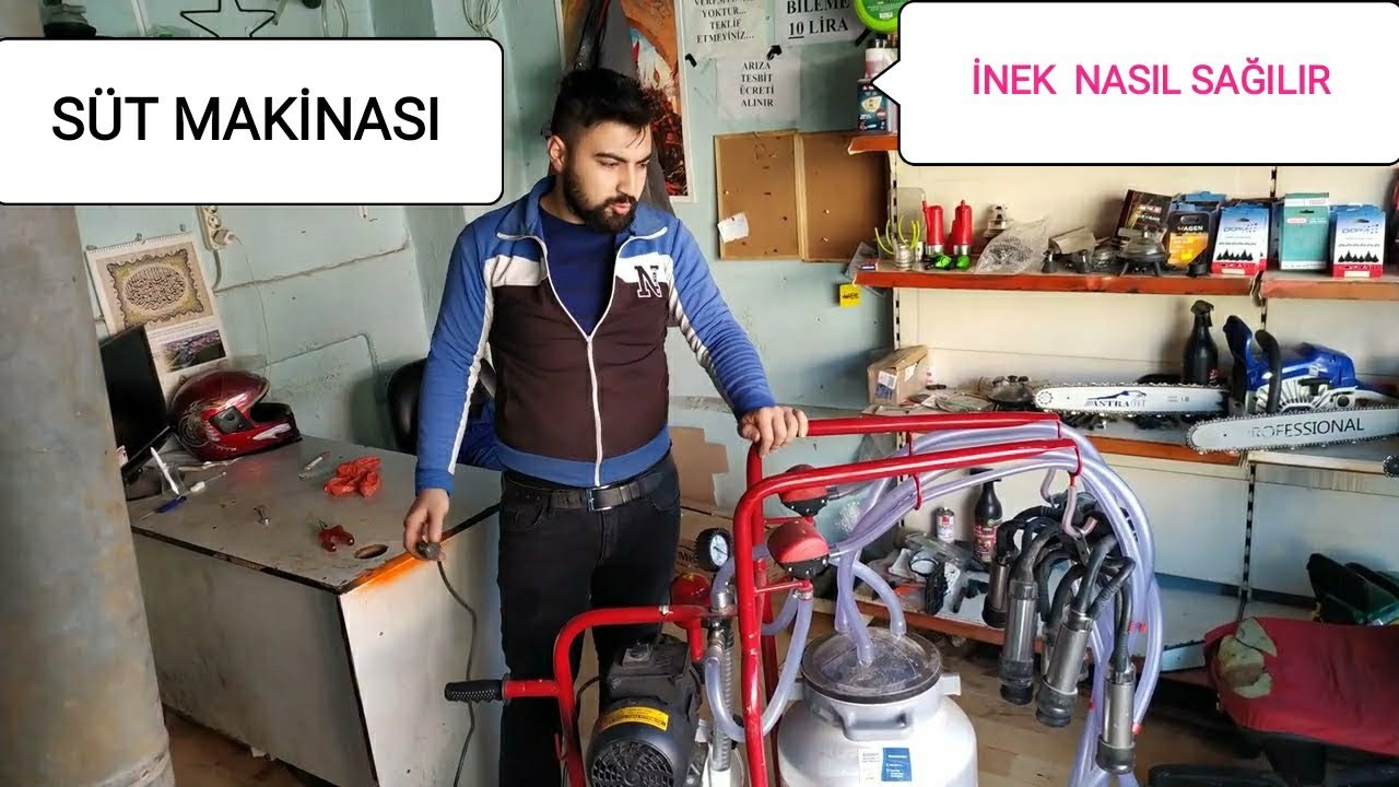 süt makinası ile inek sağmak nasıl olur süt makinası nasıl kullanılır.