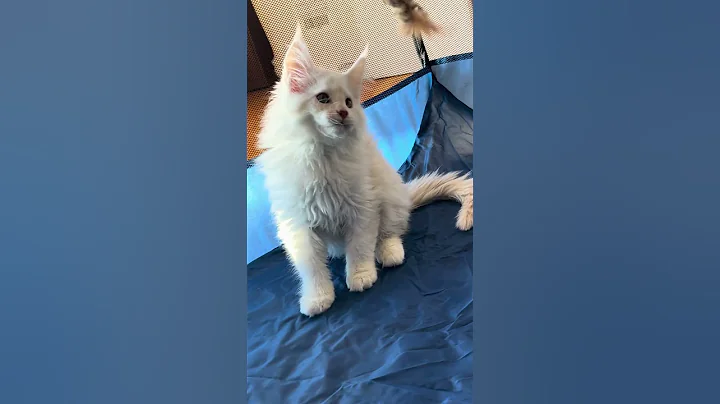 Video 11566681: coon mainecoon, red silver maine coon, red maine coon male