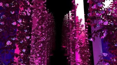 Evening Rose - VJ Loop Pack (6in1) | Motion Graphics - Videohive template