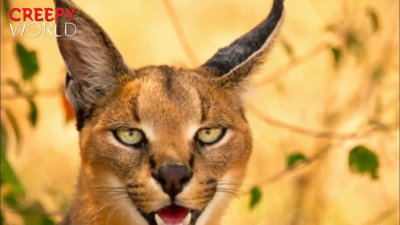 Strange Wild Cat Called A Caracal Might Just Be The Cutest Animal In