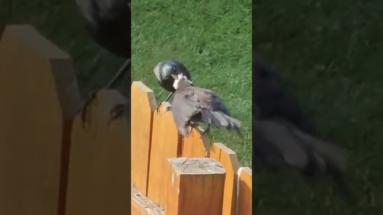 Wild Grackle Feeding Baby Close-Up