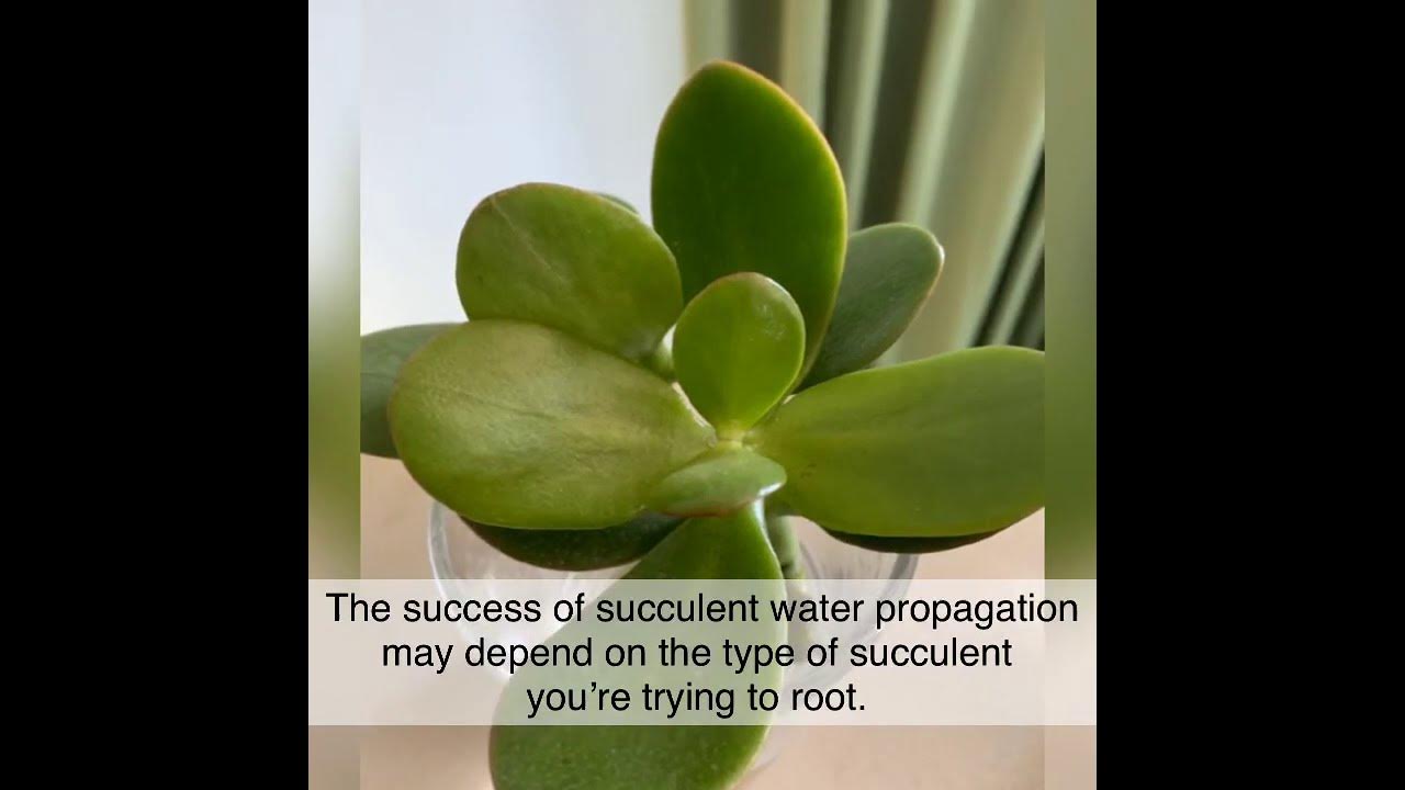 How to root Jade Plants in water? YouTube