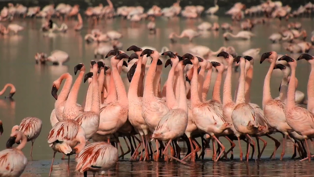 Lesser flamingo (Phoeniconaias minor)