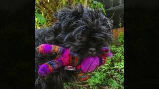 Affenpinscher FUN  Gertie in the Tunnel