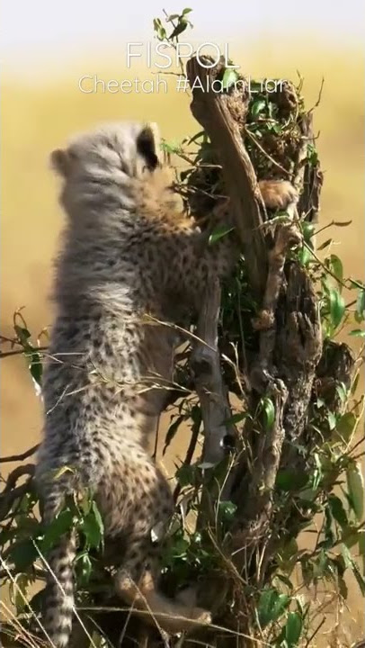 Anak Cheetah lucu Imut Menggemaskan #lucu #hewanlucu #alam #cheetah
