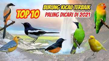 10 Jenis Burung Kicau Terbaik dan Populer di Indonesia