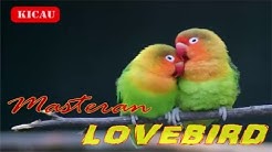 Suara LOVEBIRD Om Kicau | Masteran Lovebird Ngekek Panjang mp3  - Durasi: 18:51. 