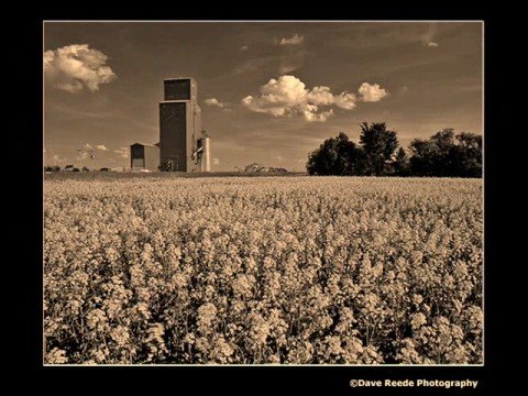 John Denver ~ "Wild Flowers in a Mason Jar"