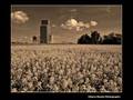 Lirik lagu Wild Flowers In A Mason Jar
