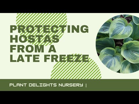 Video: Behöver jag täcka hostor för frost?