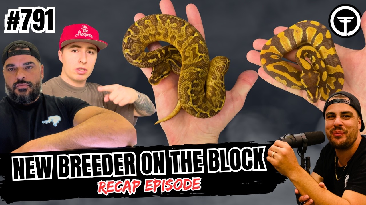 How To Build A Ball Python Foundation For The 2027 Season | NBB Recap Episode (Live)