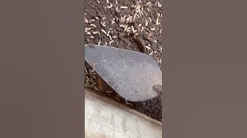 A maggot facility where alternative animal feed is produced