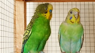 12 Hours happy budgie sounds Love Birds sounds by Beel Pet Budgie Sounds  1,038 views 2 weeks ago 11 hours, 59 minutes
