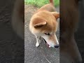 ライブ ハイライト 柴犬コロ🐕 #柴犬コロ #柴犬 #可愛い #ライブ配信 #犬 #shibainu #dog