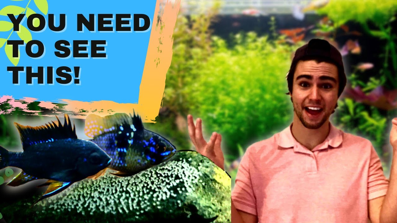 Harvesting Two MASSIVE RAM SPAWNS To Hatch *** Setting Up a Ram Hatching Container ***