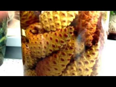 Настойка из сосновых шишек. Профилактика инсульта. Чистка сосудов ...