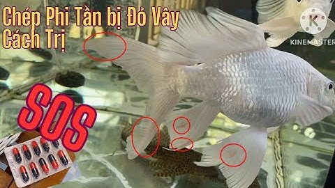 Phần 1: Cá chép Phi Tần đỏ đuôi - Cách Trị  | Justin T