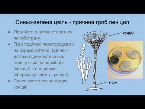 Урок № 59  Сапротрофні – цвільові гриби, дріжджі