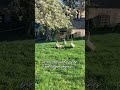 Die Geräusche eines Frühlingsmorgens 🌼