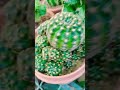 صباريات Cactus صباريات Cactus