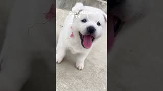 めちゃかわいい犬だ♡紀州犬子犬