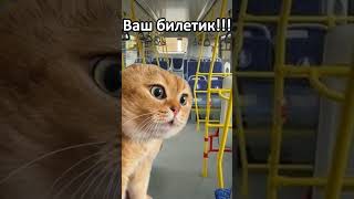 Ваш билетик-кот обманул контролёра #shorts #cat