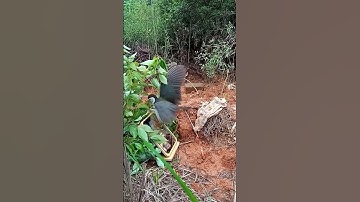 Beauty Lesser whistling duck: Bird walking night time_ Bird​ | Part27#animals #birds #organic #farm