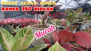 ASRI MERAH 150 RIBUAN♥️♥️BUNGA AGLONEMA DAN ANTHURIUM HARGA PALING MURAH‼️ SEMUANYA TERJANGKAU