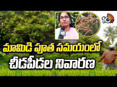 Pest Control During Mango Blossoming | మామిడి పూత సమయంలో చీడపీడల నివారణ | Matti Manishi | 10TV - 10TVNEWSTELUGU