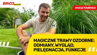 Magiczne trawy ozdobne: odmiany, wygląd, pielęgnacja, funkcje