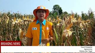 Panen Jagung berlimpah bersama PT Meroke Tetap Jaya