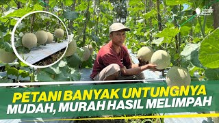 TIPS TANAM MELON PALING MUDAH ‼ VARIETAS DELON 65 ISTIMEWA ‼