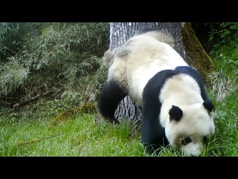 Wild giant panda caught on camera foraging, marking territory in nw china reserve