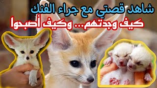 الفنك(ثعلب الصحراء الجزائرية)  fennec fox ??