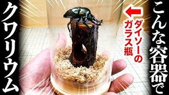 クワガタテラリウム Youtube