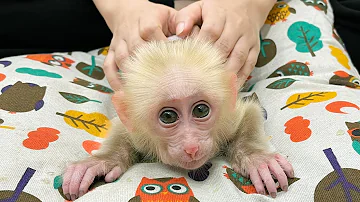 Supper Cute !!! Monkey Momo lay obediently while Mom trimmed his nails