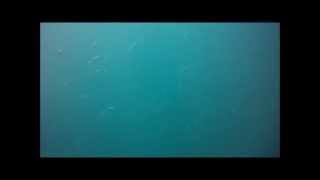 Day out diving at Kapiti NZ