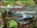 Caucasus beetle VS Dorcus titanus Round２