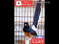 Suara Murai Batu Medan Juara Nasional Gacor Isian Komplit Untuk Masteran Dan Pancingan Murai Lain Mp3 - Mp4 Download