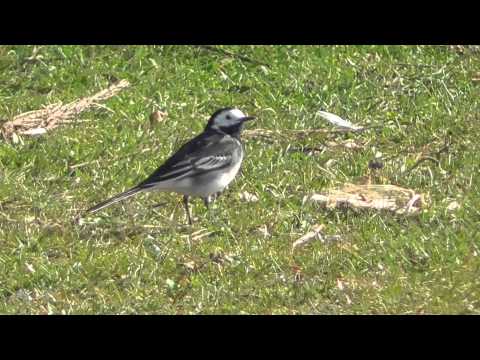 Pied Wagtail bird Mildenhall  UK 22mar15 224p