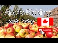 APPLE PICKING - APPLE EATING #applepicking #canadian  #autumn2021