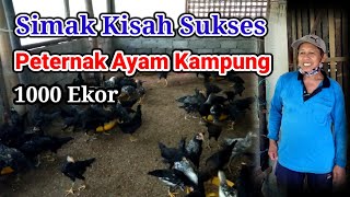 TERNAK AYAM KAMPUNG SEMI INTENSIF || TERNAK AYAM KUB