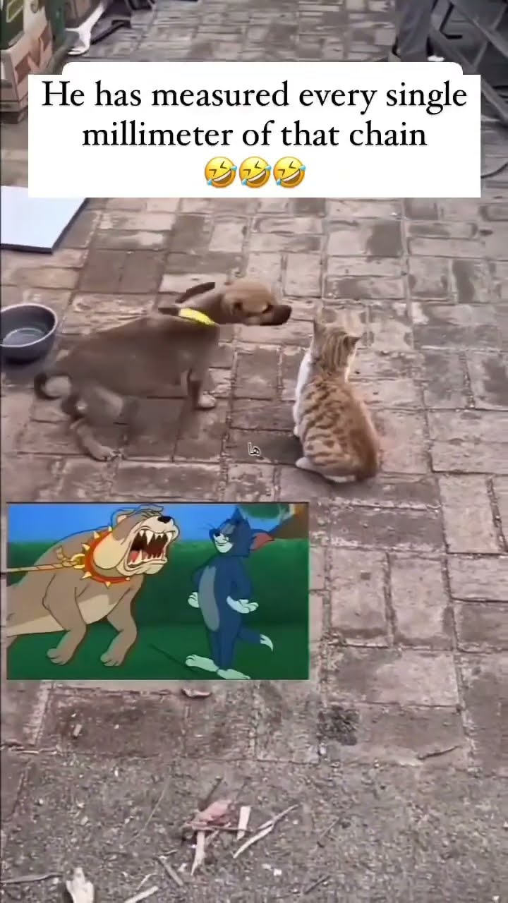Doggyo had this planned out he was on that timing