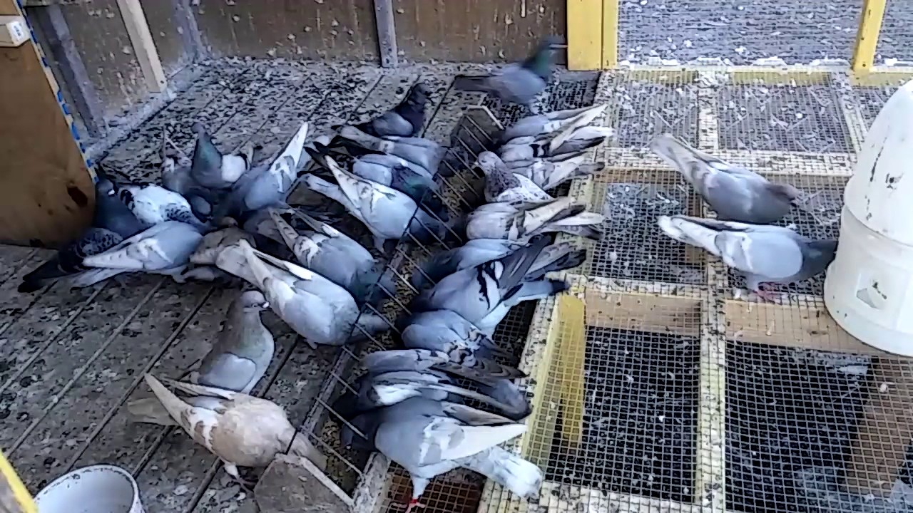 2016 Christmas opal city lofts WESTSIDE