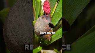 Why Crushing These Eggs Saves The Planet