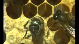 Les  Abeilles 2 - Documentaire Animalier